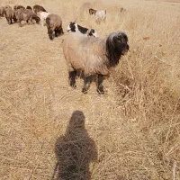 قوچ بختیاری قنقور یک ساله|حیوانات مزرعه|شیراز, وزیرآباد|دیوار