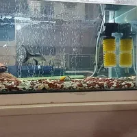 اکواریوم|لوازم جانبی حیوانات|کرمان, |دیوار