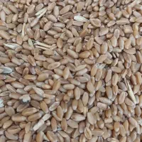 گندم  چمران 2