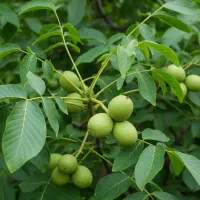 کیفیت تضمینی و قیمت ویژه