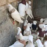 کفتر،کبوتر،طوقی