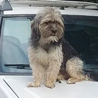 سگ گم شده|حیوانات|صومعهسرا, |دیوار