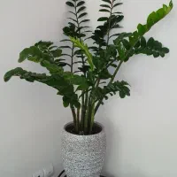 گل زاموفولیا