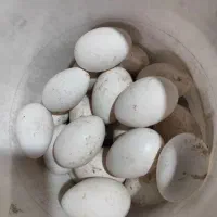 تخم قاز