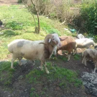 گوسفند نر