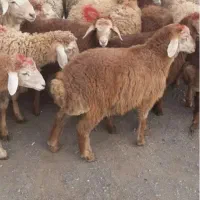 ...گوسفند|حیوانات مزرعه|تهران, بهارستان|دیوار