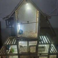 قفس بزرگ خوشگل