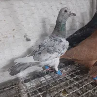 دسته۳۰ عددی دورگ‌و رنگی
