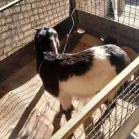 یک عدد بزماده|حیوانات مزرعه|سوسنگرد, |دیوار