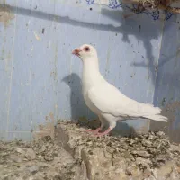 نر سفید گرفتنی