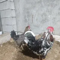 مرغ خانگی وخروش جوان ۴۰تاج