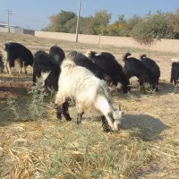 گوسفند کهره کره کردی چاق گوشت درجه یک خرده و عمده