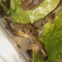 حلزون|خزنده|میاندوآب, |دیوار