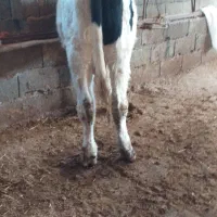 گوساله نر هلشتاین|حیوانات مزرعه|کوثر, |دیوار