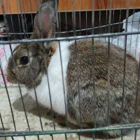 خرگوش در تاکستان