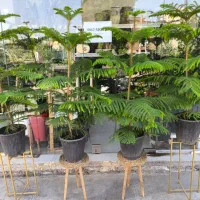 کاج مطبق|گل و گیاه طبیعی|بندرعباس, |دیوار