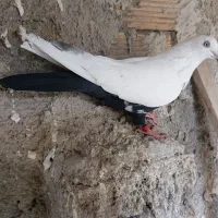 دمی کبوتر
