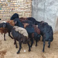 میش قزل افشار