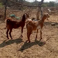 دوعدد کهره ماده نژاده سقلو خوش رنگ و سرحال