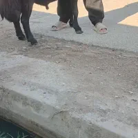 قوچ شیشک قره قزل|حیوانات مزرعه|رامیان, |دیوار