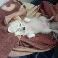 سگ شیتزو|سگ|باغستان, |دیوار