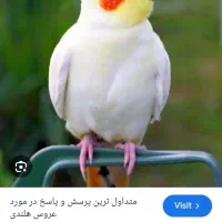 عروس هلندی دستی