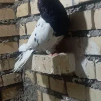 کله سیاه یاهمون کله احوازی ماده درجه یک