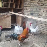 چند عدد خروس محلی