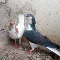 کبوتر