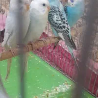 ۵ عدد جوجه مرغ عشق