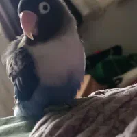 طوطی برزیلی و عروس هلندی|پرنده|پاکدشت, پاکدشت (مامازند)|دیوار