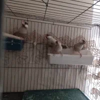 چهارعددفنچ شکلاتی بالغ ودوعددطوطی دس