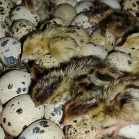 جوجه بلدرچین ۱ روزه ۱۰۰۰۰ تومن