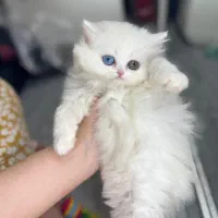 بریتیش چشم تابه تا لانگ هیر دوماهه