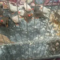 فنچ|پرنده|گرگان, |دیوار