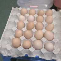 تخم مرغ محلی