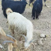 بز داشتی|حیوانات مزرعه|شیراز, بید زرد|دیوار