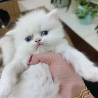 توله گربه پرشین