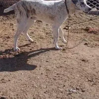 سلام دوستان این طول سگ فروشیه کسی خواست درخدمتم