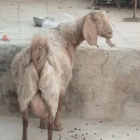 بز‌پاکستانی3و4قلوزا