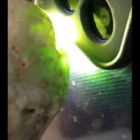 شهاب سنگ زیبا|جواهرات|تالش, هشتپر|دیوار