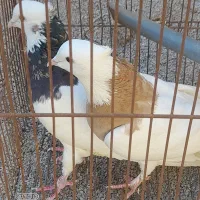 طوقی|پرنده|اردکان, |دیوار