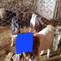 2راس تکه درازگوش جنس عالی