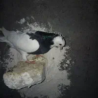 طوقی سیاه ماده|پرنده|مشهد, امیرآباد|دیوار