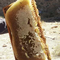 عسل کاملا طبیعی