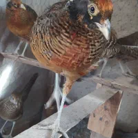 مرغ وخروس زینتی|پرنده|الوند, |دیوار