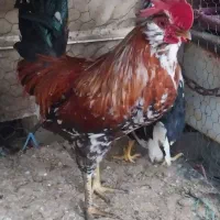 خروس گلین، نژاد لری