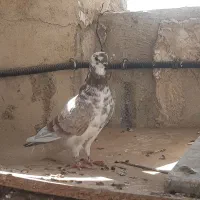 کفترخوب وسالم