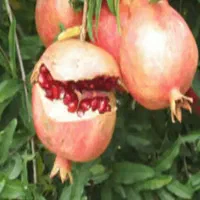 انار ترش جنگلی بهشهر