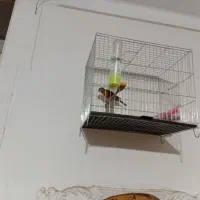 قناری نروماده سبز سوخته|پرنده|محمدیه-قزوین, |دیوار